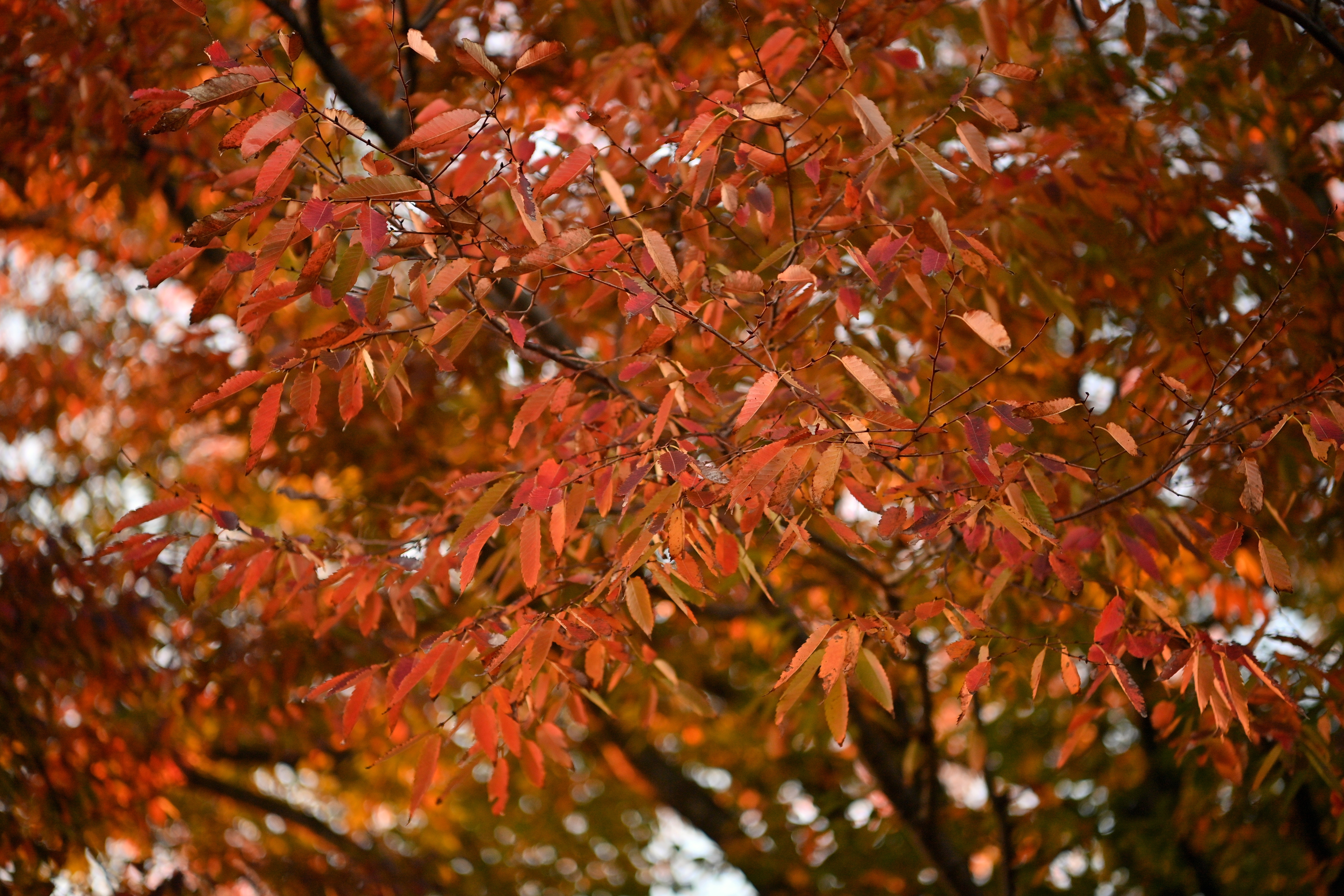 Japanese Zelkova Tree Fall