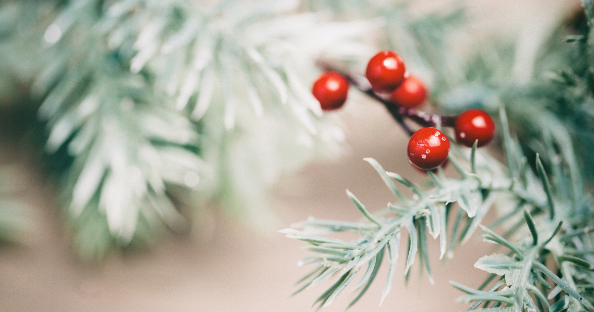 Red berries and green branches