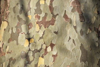 London Plaintree Bark