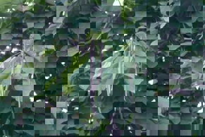 Northern Catalpa fruit