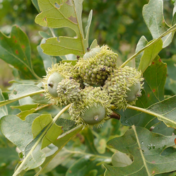 Bur Oak Acorns