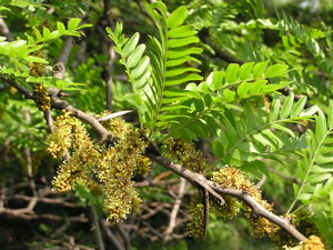 Shademaster Honey Locust Flowers