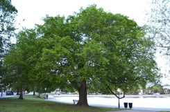 Hackberry Tree