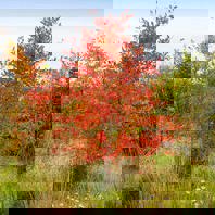 Canada Serviceberry Tree Fall