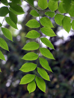 Kentucky Coffee Tree Leaves