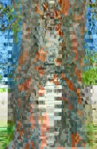 Chinese Elm Tree Bark