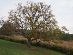 Kentucky Coffee Tree Full