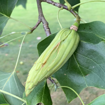Tulip Tree Fruit