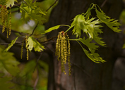 Red Oak Flowers