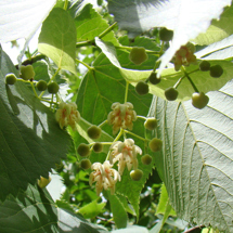 Basswood Flowers