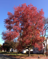 Red Maple Tree