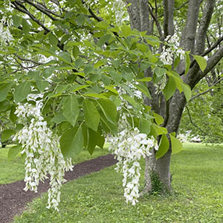Yellowwood Tree Blossoms