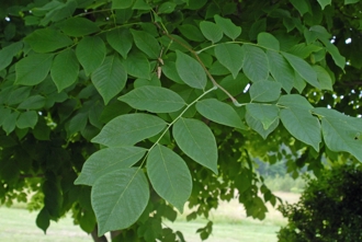 Yellowwood Tree Leaves
