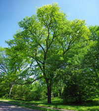 Shademaster Honey Locust