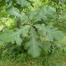 Bur Oak Leaves