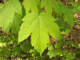 Green Maple Leaves