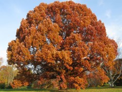 White Oak Tree Fall