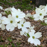 Dogwood Flowers