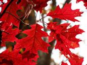 Red Oak Leaves
