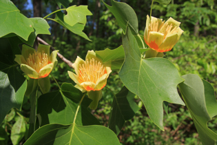 Tulip Tree Flower
