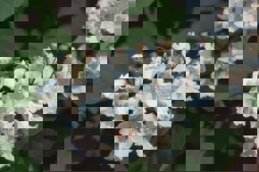 Northern Catalpa flowers