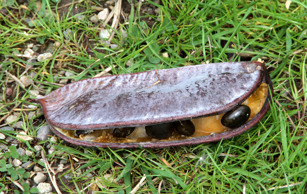 Kentucky Coffee Tree Pods
