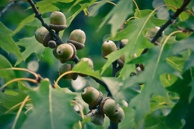 Red Oak Acorns