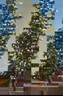 Northern Catalpa tree