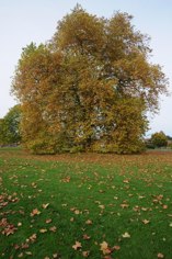 London Plaintree Full