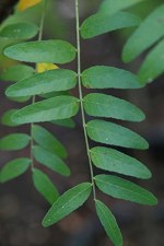 Shademaster Honey Locust Leaves
