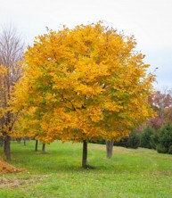 Yellowwood Tree