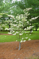 Dogwood Tree