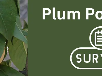 Plum-Pox-Virus.jpg