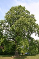 Tulip Tree
