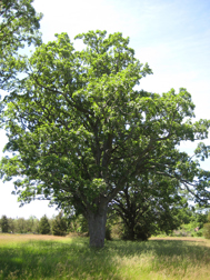 Bur Oak Tree